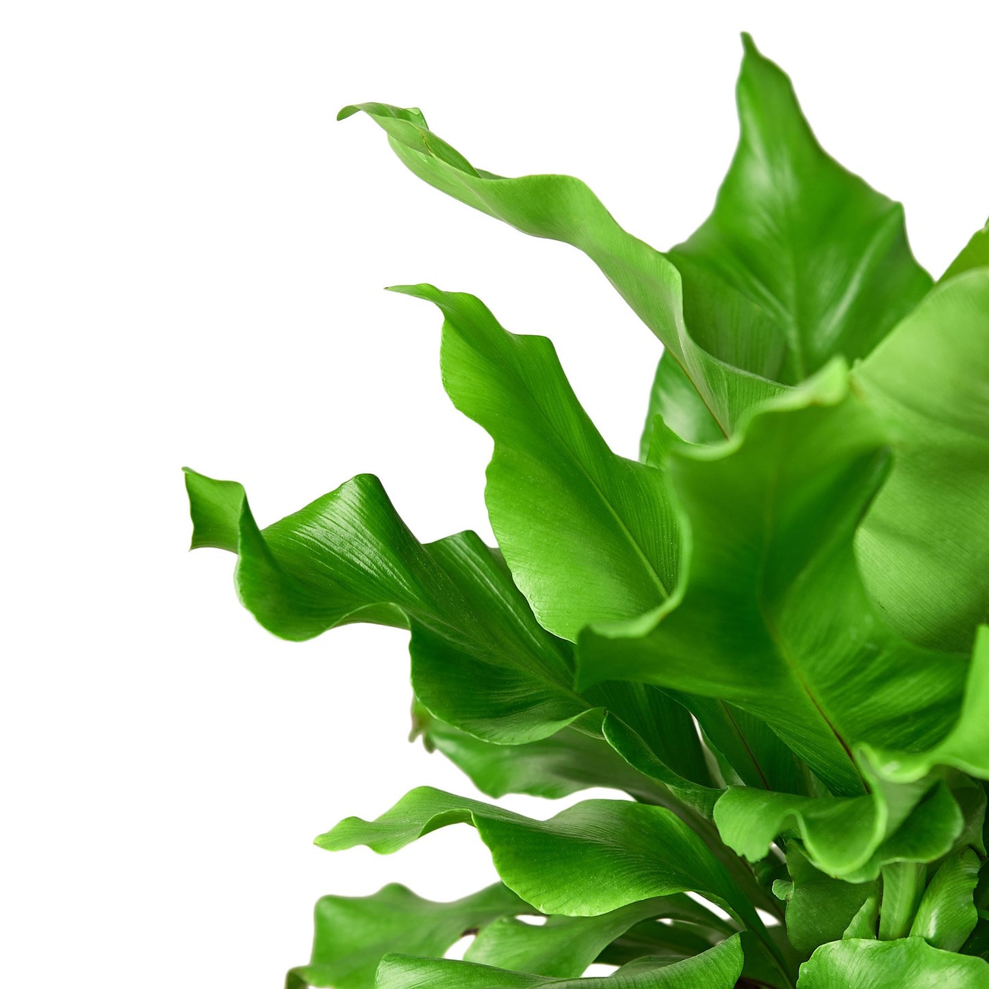 'Nidus' Bird's Nest Fern