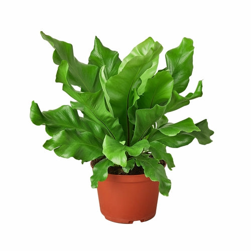 'Nidus' Bird's Nest Fern