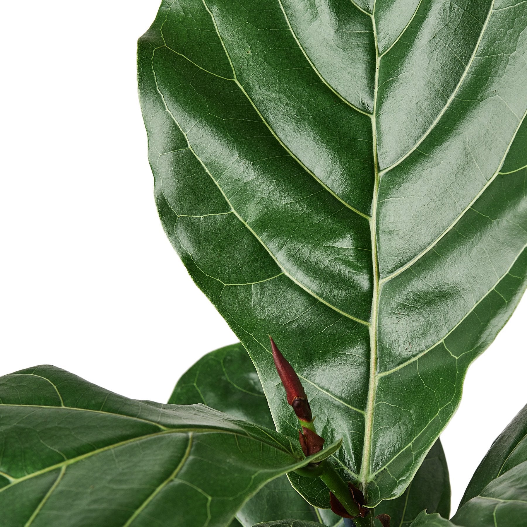 fiddle leaf fig tree in wild Fiddle Leaf Fig' Ficus Lyrata – Wild City Plants