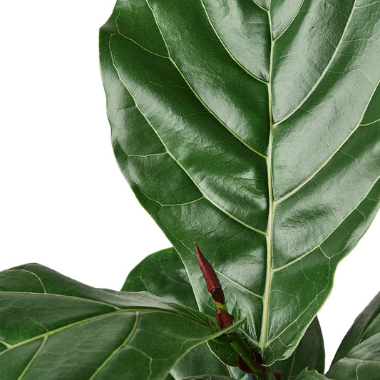 'Fiddle Leaf Fig' Ficus Lyrata