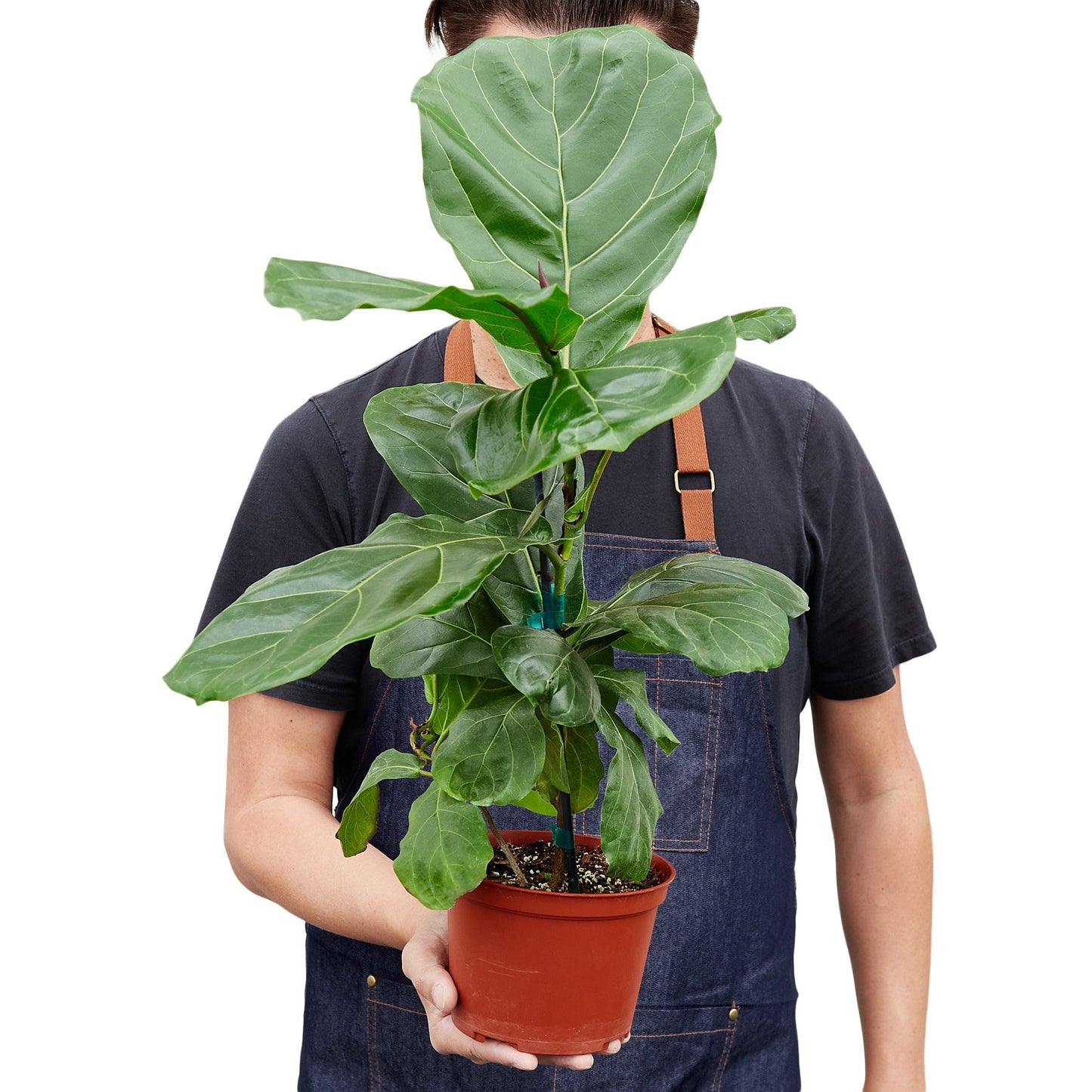 'Fiddle Leaf Fig' Ficus Lyrata