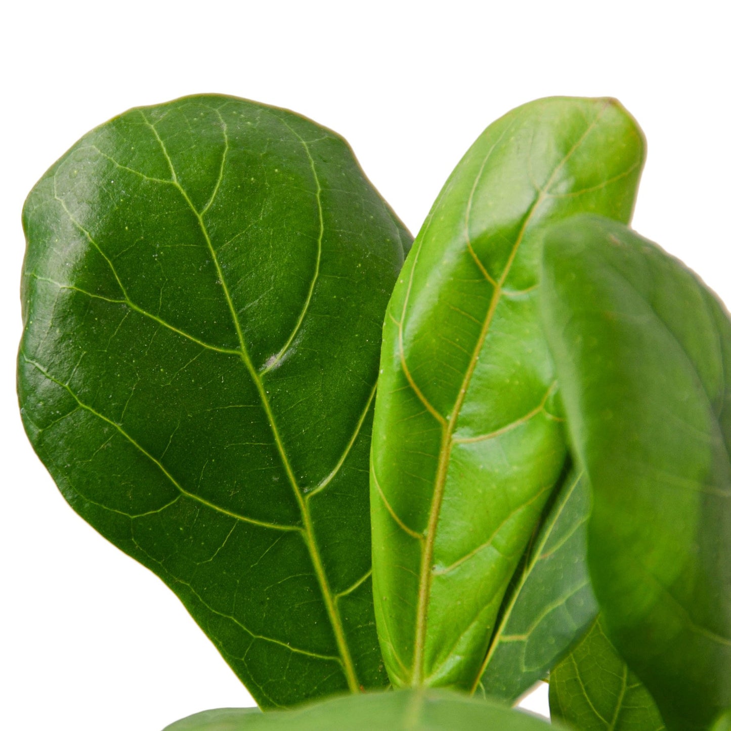 'Fiddle Leaf Fig' Ficus Lyrata