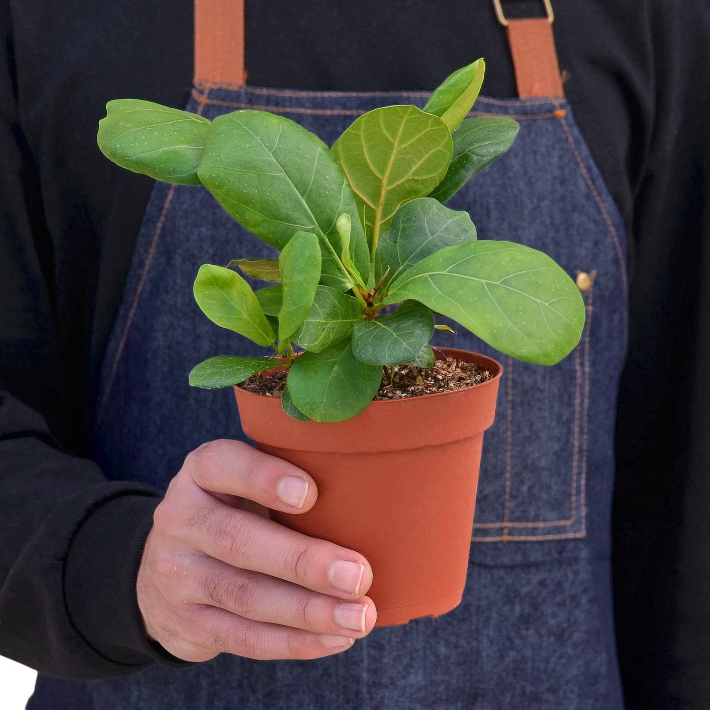 'Fiddle Leaf Fig' Ficus Lyrata