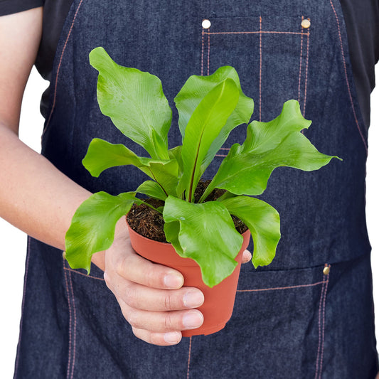 'Nidus' Bird's Nest Fern