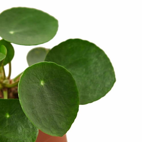 'Money Tree' Pilea Peperomioides