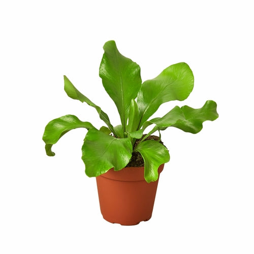 'Nidus' Bird's Nest Fern