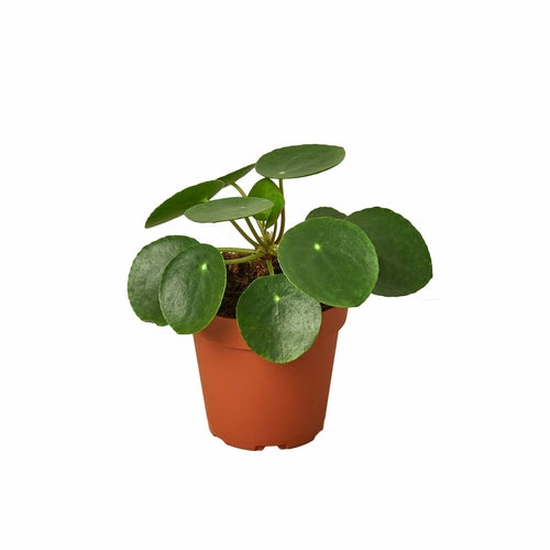 'Money Tree' Pilea Peperomioides