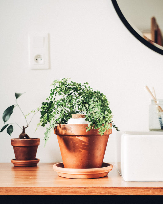 Olla (Oya) Auto-Watering Pot - Chrome Black