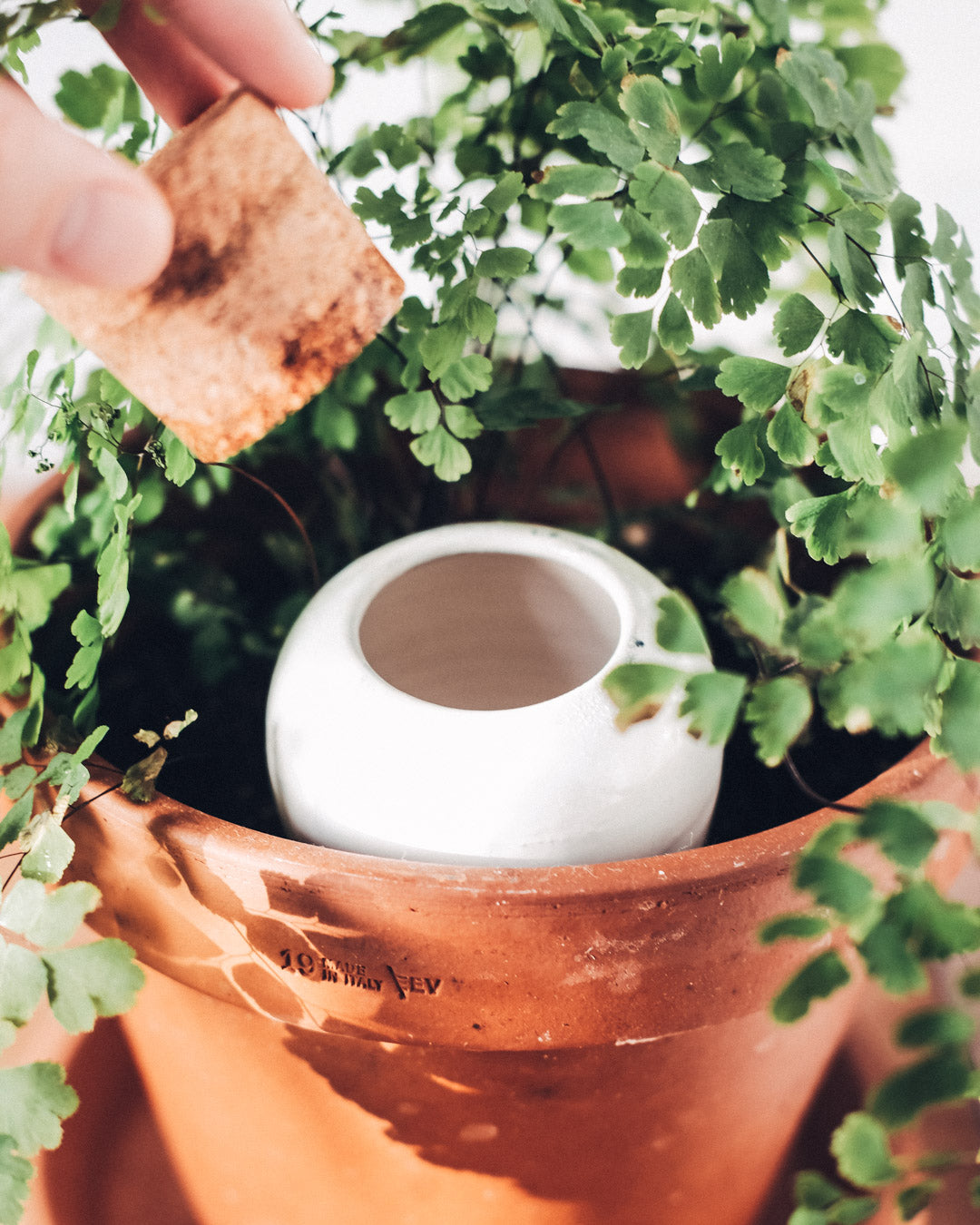 Olla (Oya) Auto-Watering Pot - Chrome Black
