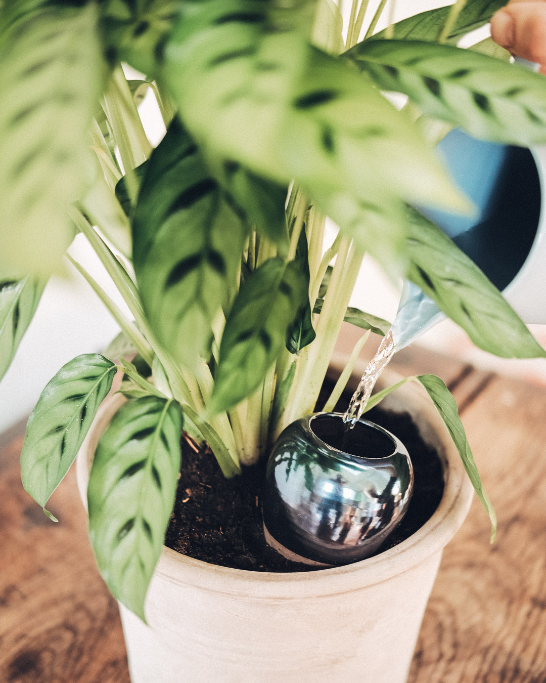 Olla (Oya) Auto-Watering Pot - Lilac