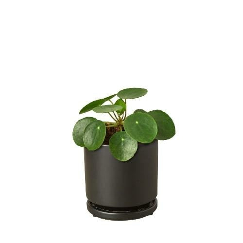 'Money Tree' Pilea Peperomioides