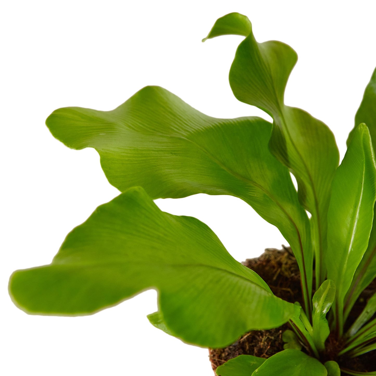 'Nidus' Bird's Nest Fern