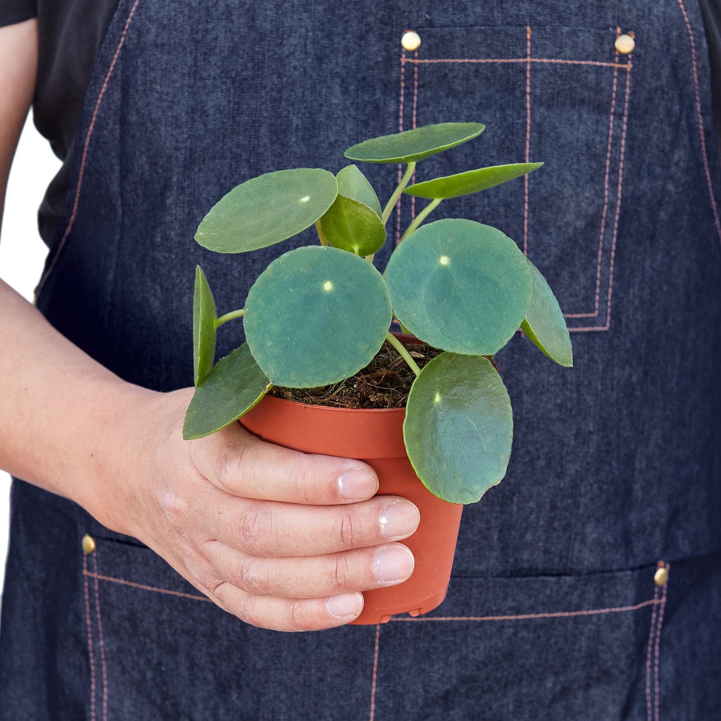 'Money Tree' Pilea Peperomioides