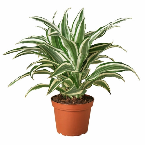 'White Jewel' Dracaena