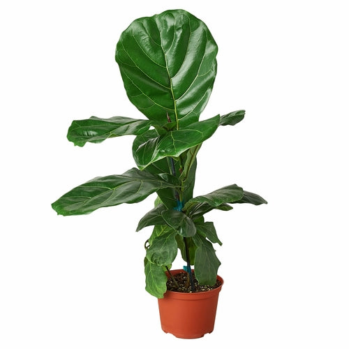 fiddle leaf fig austin Fiddle Leaf Fig' Ficus Lyrata – Wild City Plants