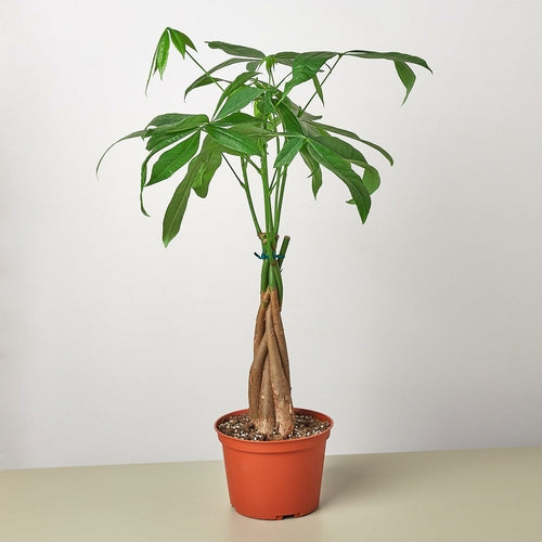 'Guiana Chestnut' Money Tree - Pachira Braid