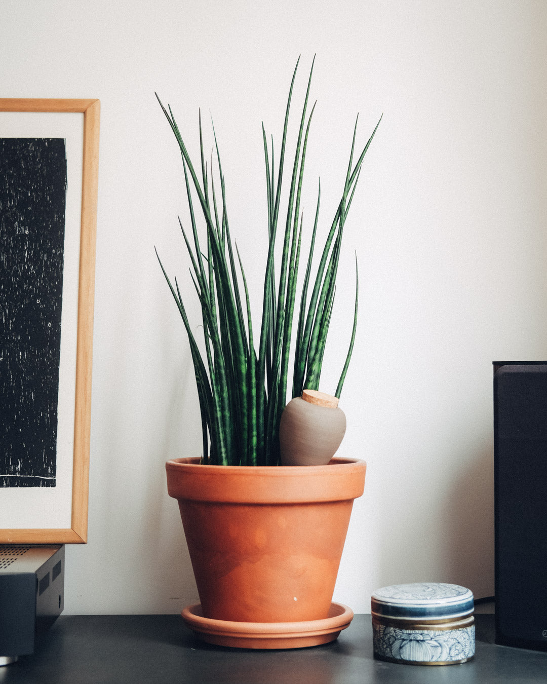 Olla (Oya) Auto-Watering Pot - Sky Blue