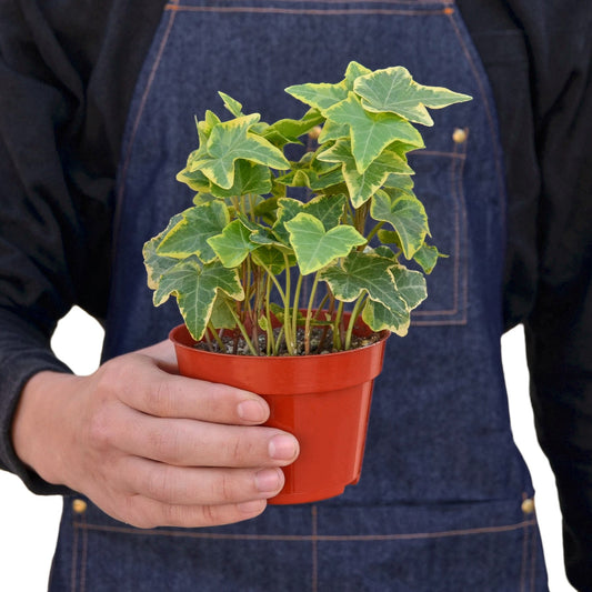 'Gold Child' English Ivy