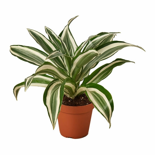 'White Jewel' Dracaena