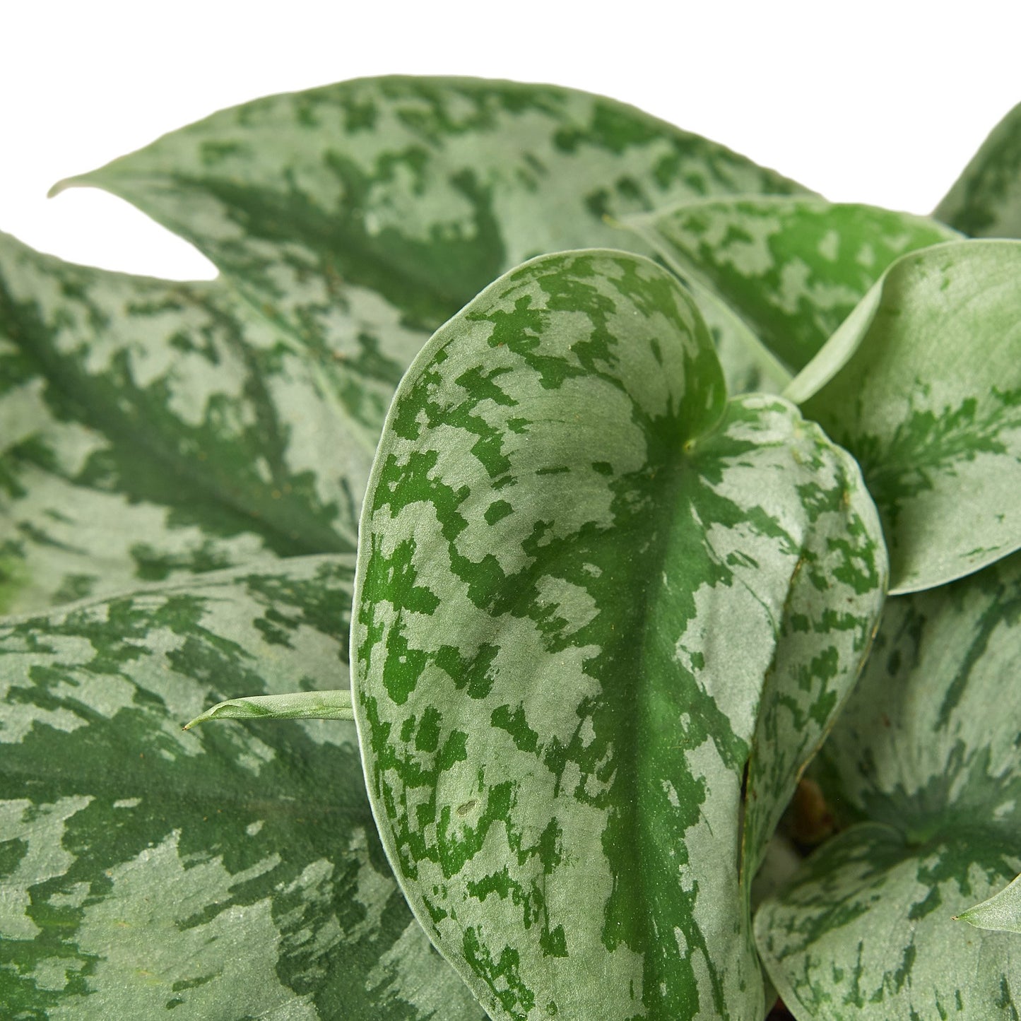 'Silver Splash' Pothos