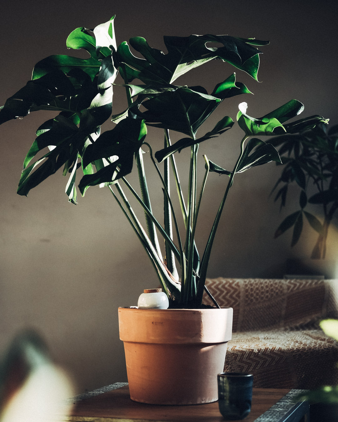 Olla (Oya) Auto-Watering Pot - Metal Blue