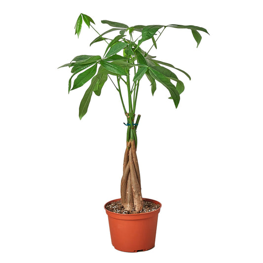 'Guiana Chestnut' Money Tree - Pachira Braid