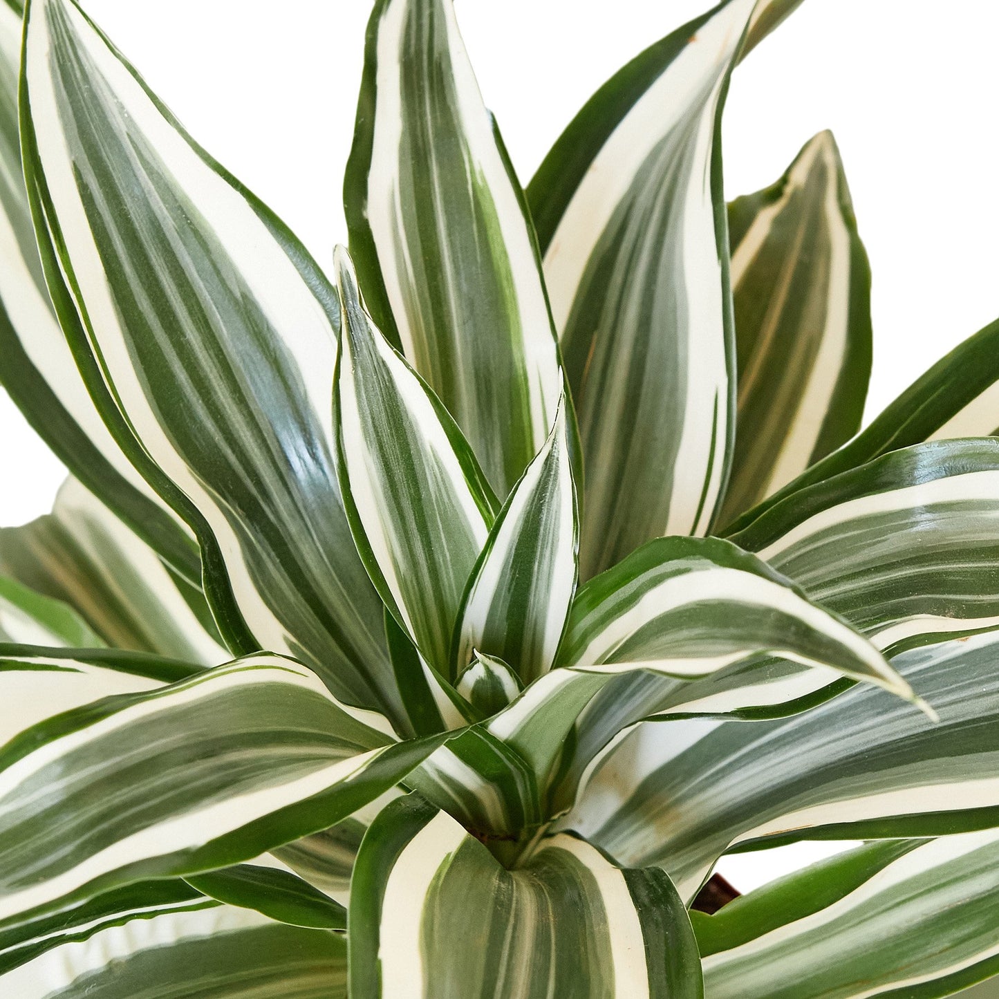 'White Jewel' Dracaena