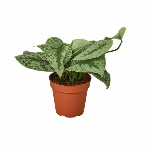 'Silver Splash' Pothos