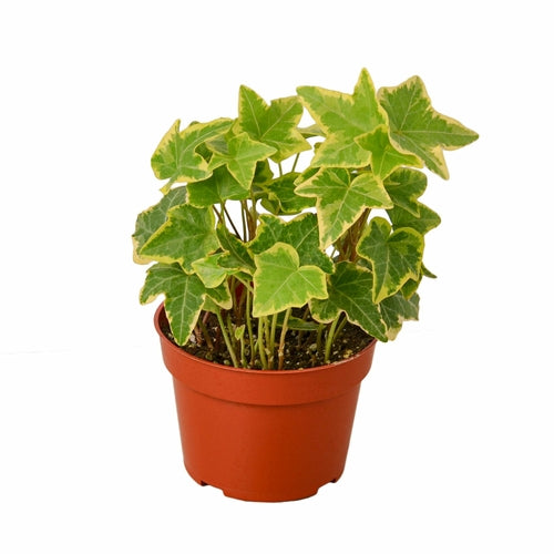 'Gold Child' English Ivy