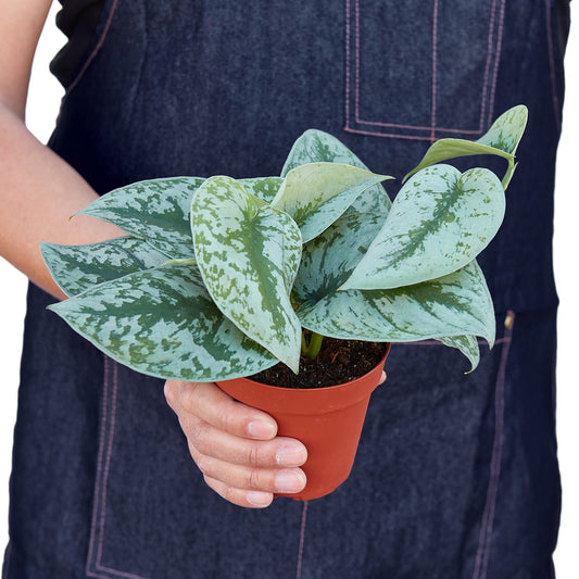 'Silver Splash' Pothos