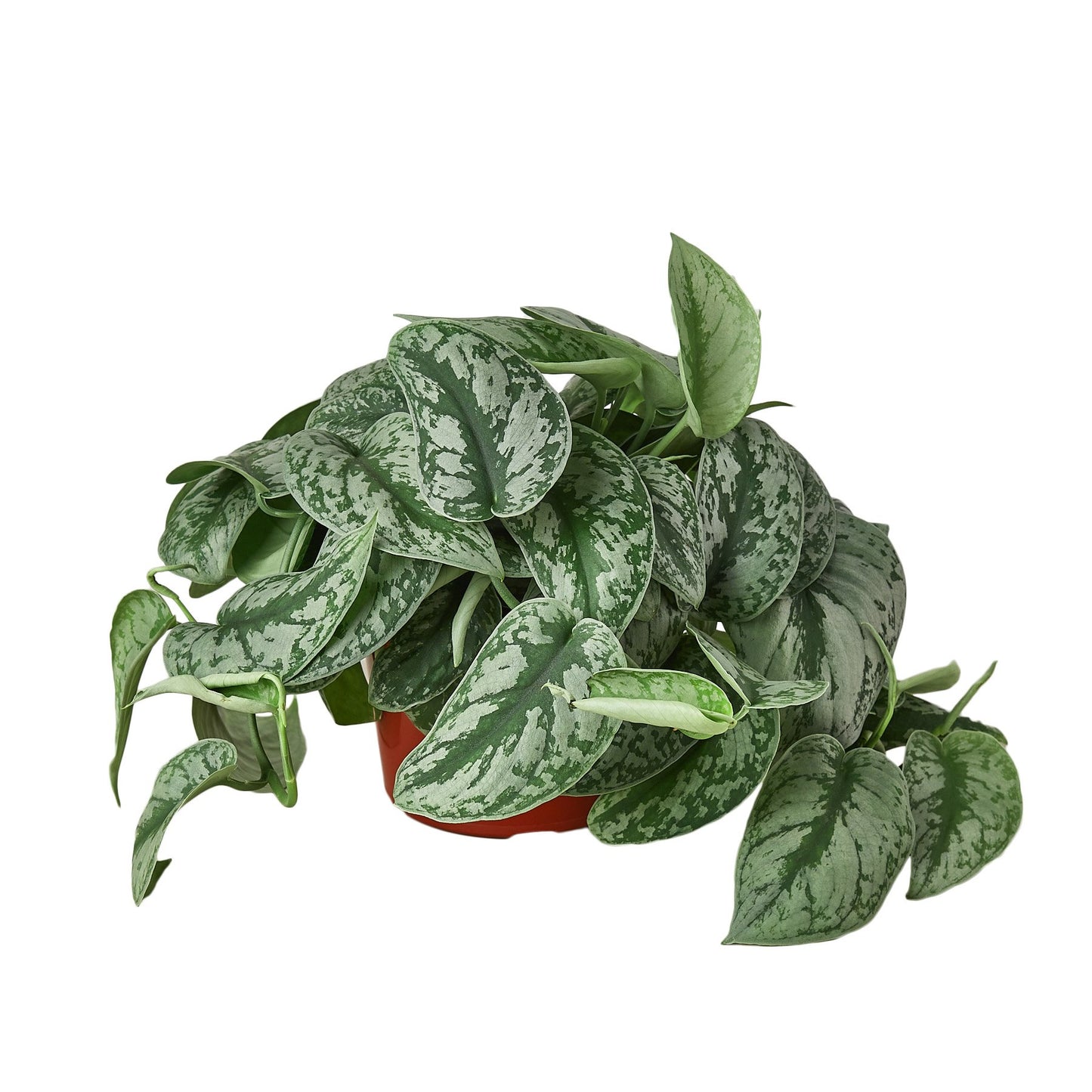 'Silver Splash' Pothos